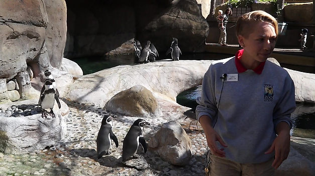 Animal Chats: Penguin
